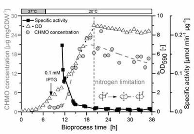 Escherichia coli Fails to Efficiently Maintain the Activity of an Important Flavin Monooxygenase in Recombinant Overexpression